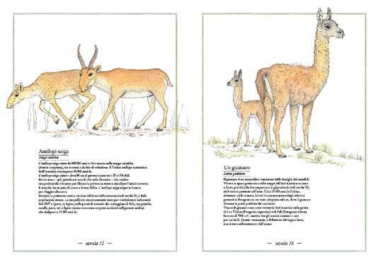 Inventario illustrato della preistoria
