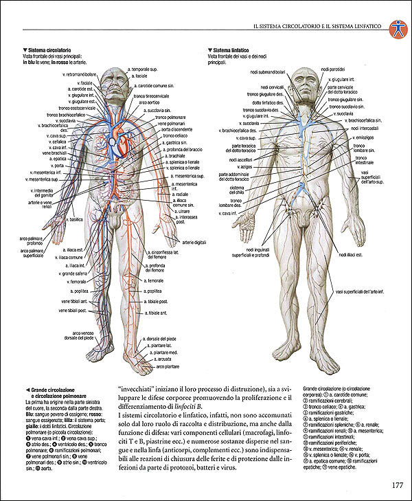 Atlante di anatomia