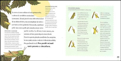 Il grillo e la cavalletta